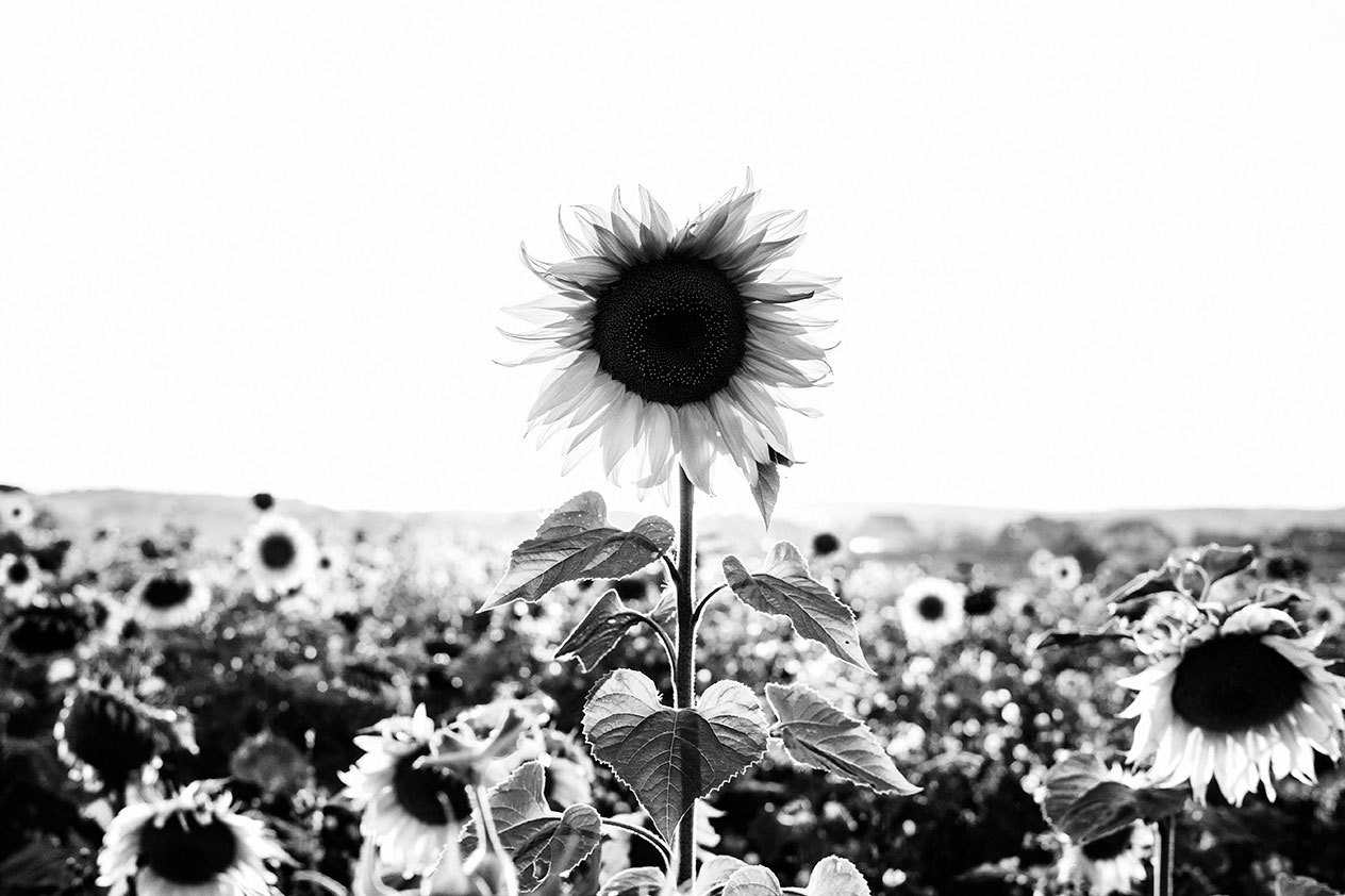 Image of sunflowers