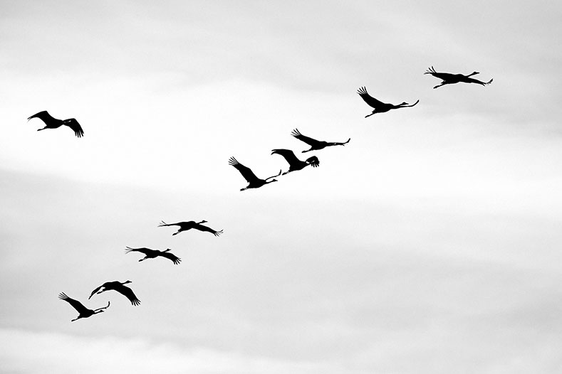 Photo: Skyview flock of birds