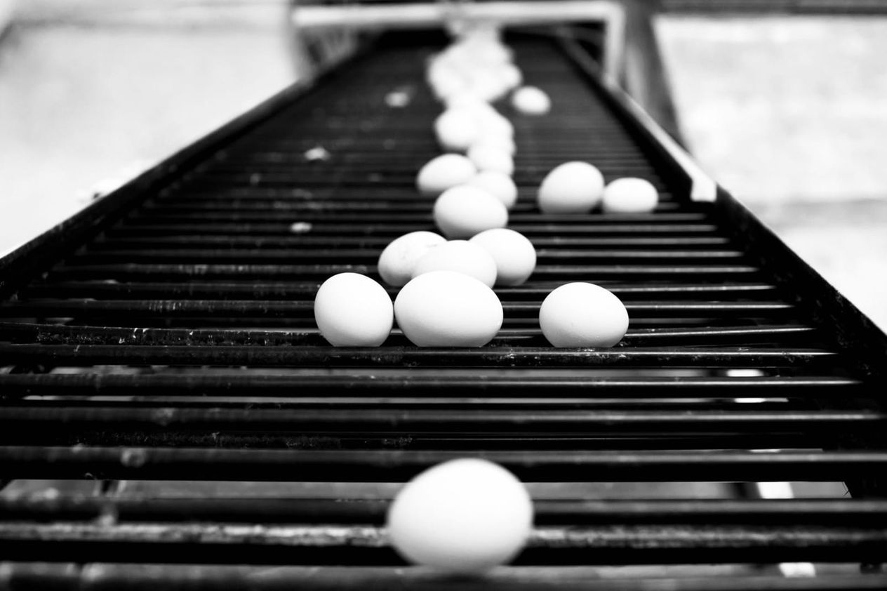 Photo of eggs on a conveyor belt