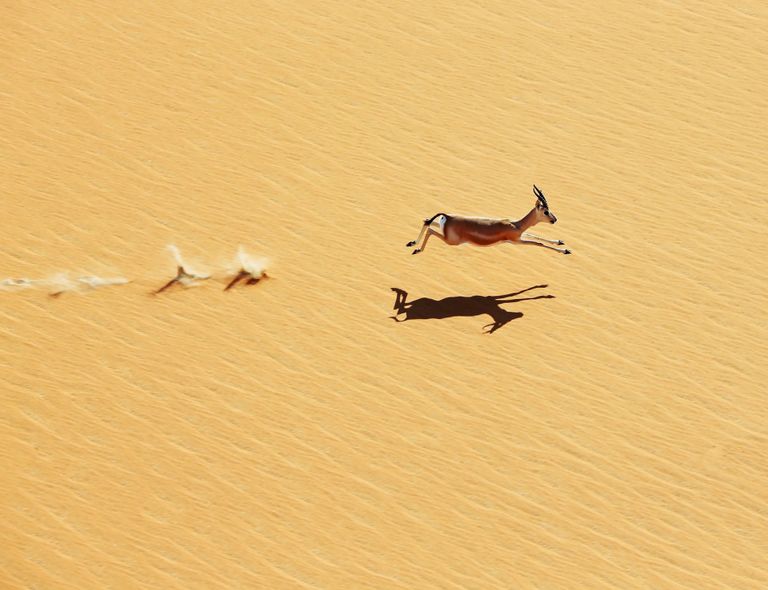 Antelope running across golden grassland, casting a shadow while birds fly nearby.