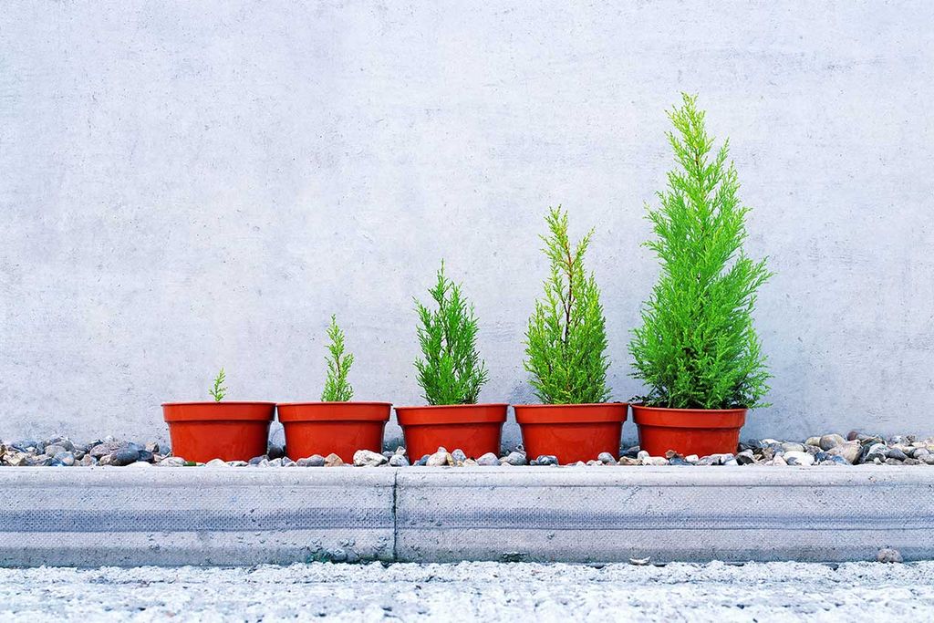 Image of a grid of small plants